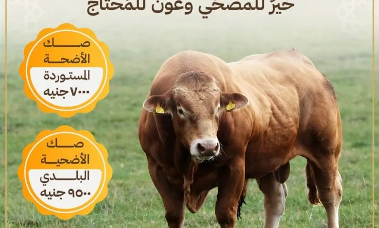 صكوك أضاحي الأوقاف.. أضحيتك تصل إلى مستحقيها بنسبة ١٠٠% وبإشراف شرعي وبيطري كامل وبأقصى درجات الشفافية