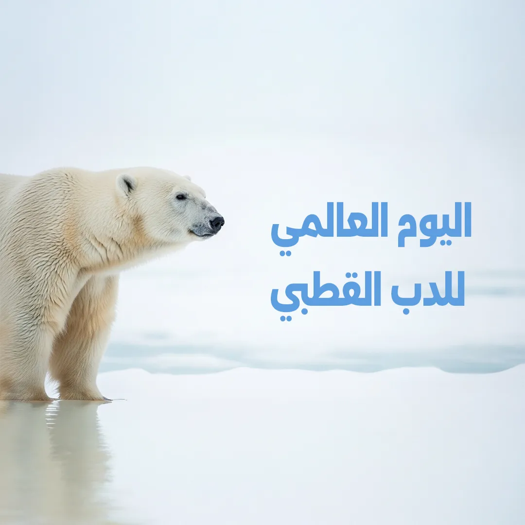 اليوم العالمي للدب القطبي ناقوس الخطر البيئي يدق من القطب الشمالي