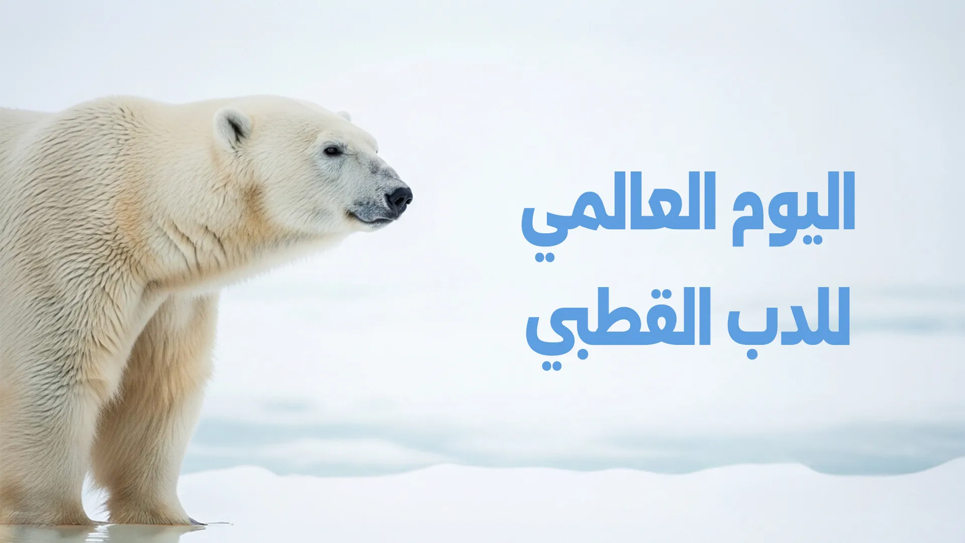 اليوم العالمي للدب القطبي ناقوس الخطر البيئي يدق من القطب الشمالي